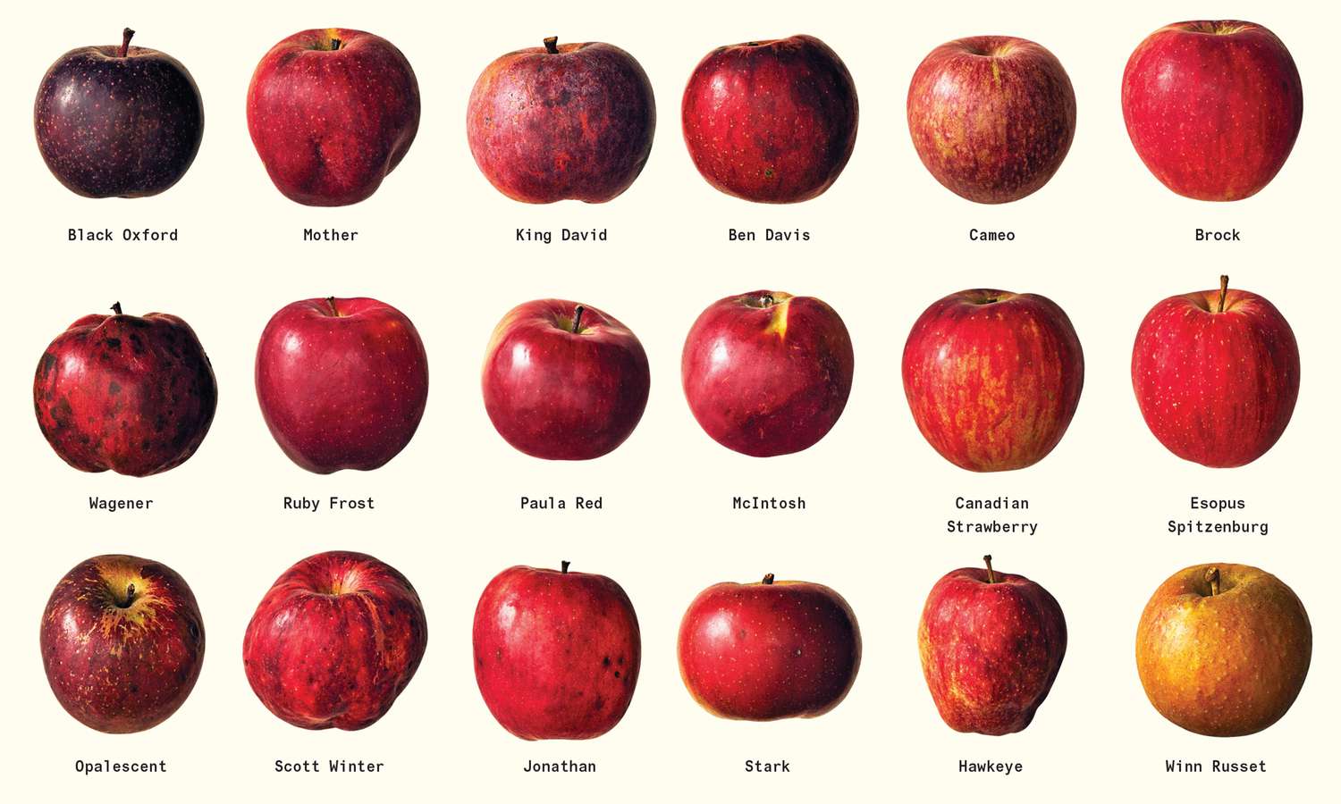 Apples (Fresh, All Varieties)